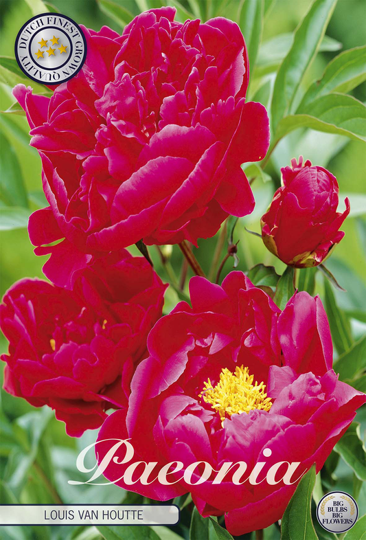 Paeonia Louis Van Houtte