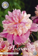 Paeonia Mme Emile Debatain