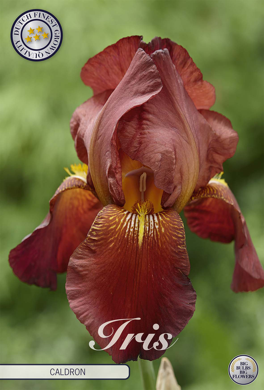 Iris Germanica Caldron