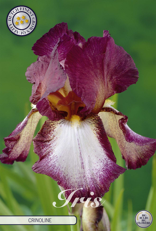 Iris Germanica Crinoline