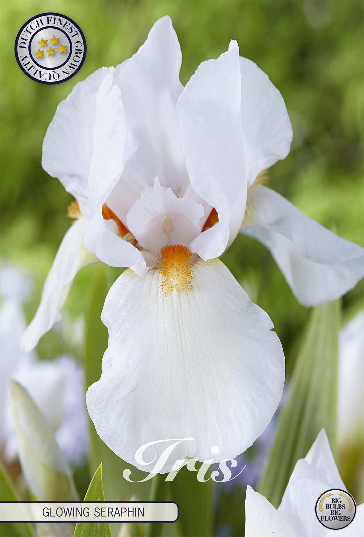 Iris Germanica Glowing Seraphin