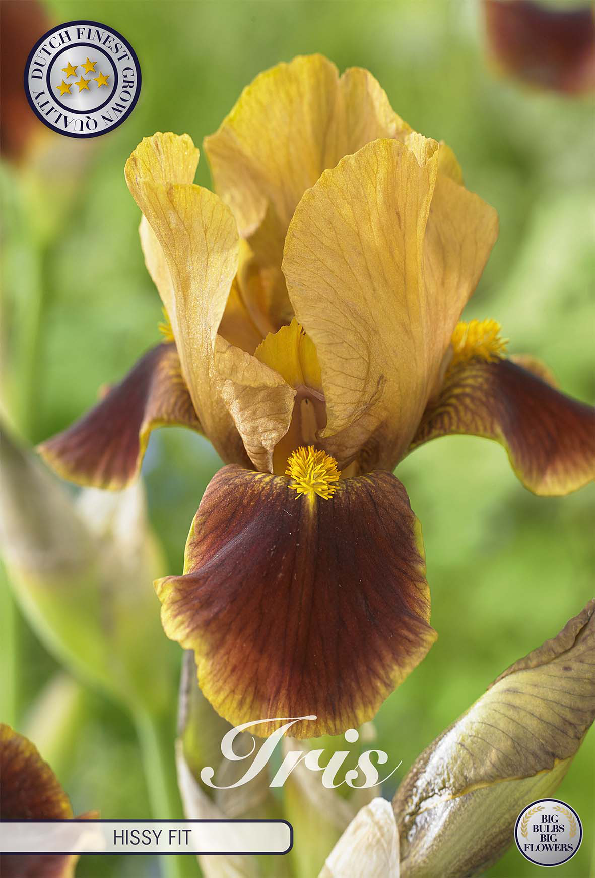 Iris Germanica Hissy Fit