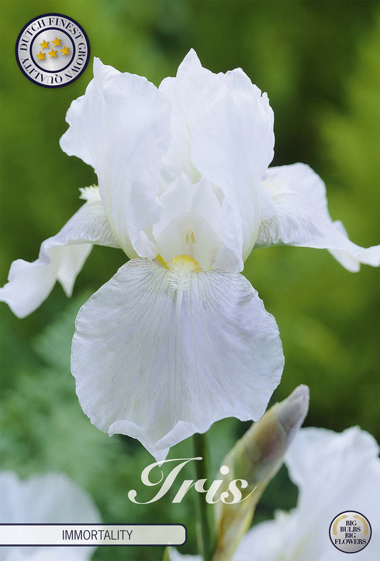 Iris Germanica Immortality