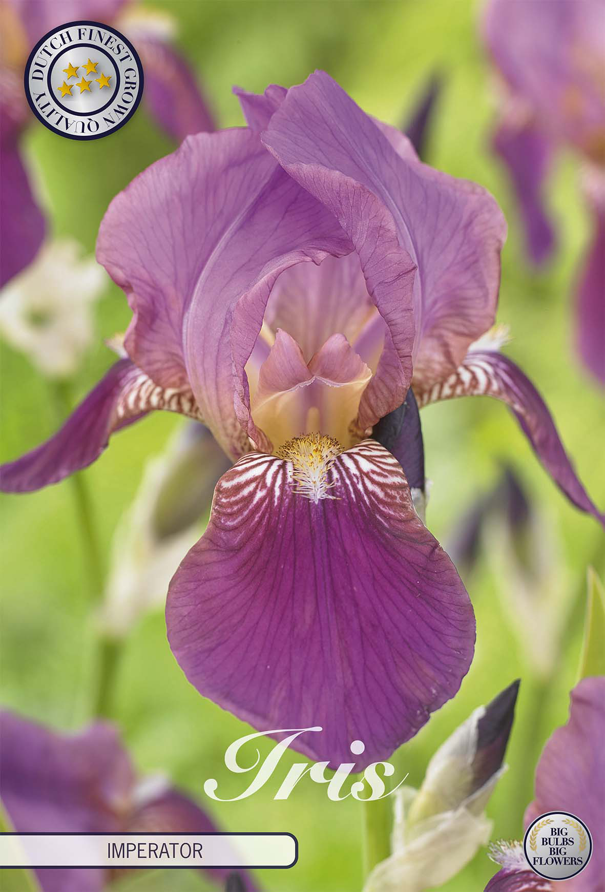 Iris Germanica Imperator