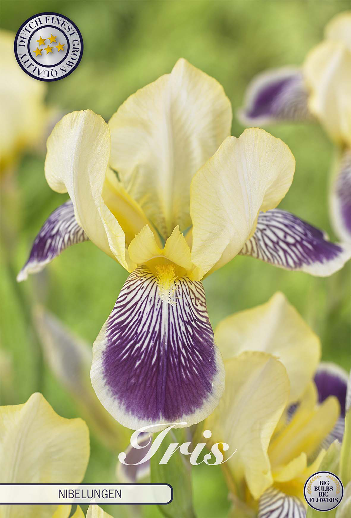 Iris Germanica Nibelungen