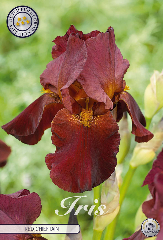 Iris Germanica Red Chieftain