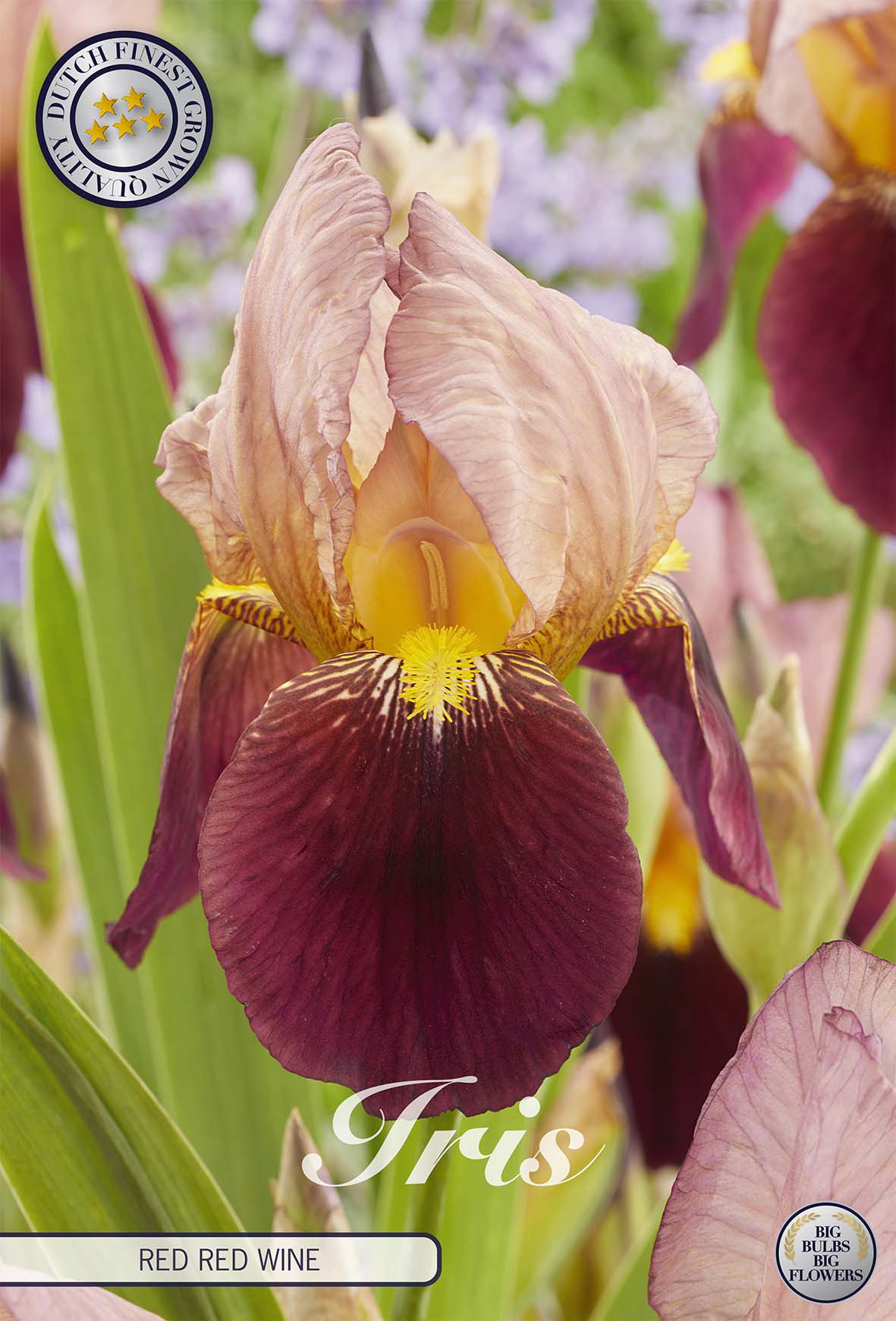 Iris Germanica Red Red Wine
