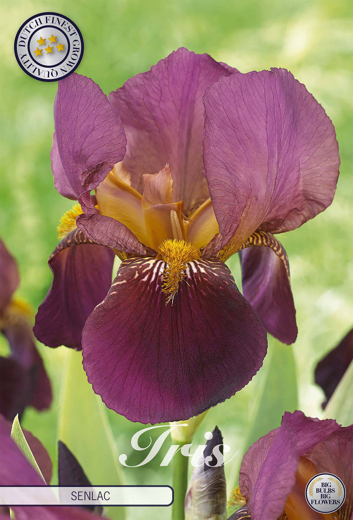 Iris Germanica Senlac