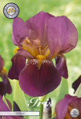 Iris Germanica Senlac