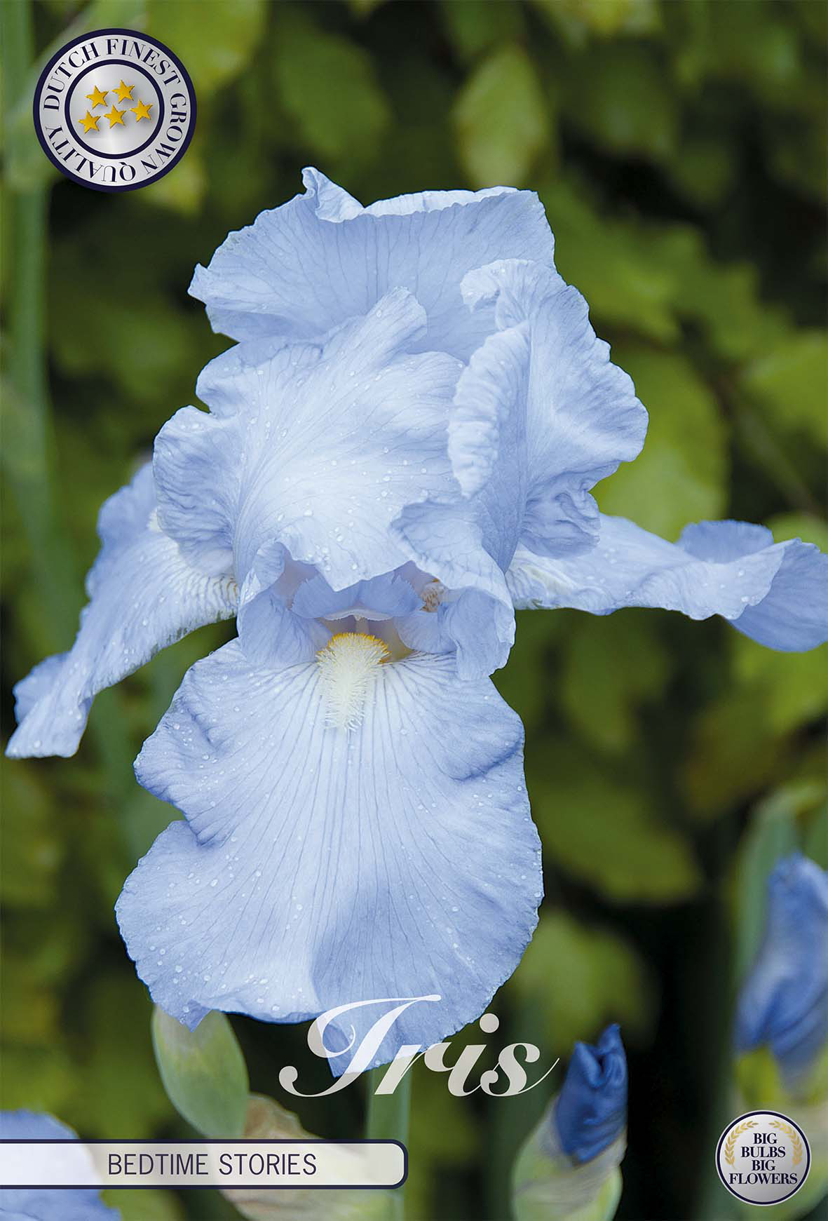 Iris Germanica Bedtime Stories