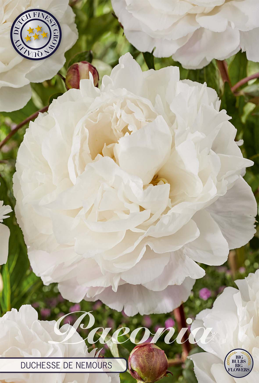 Paeonia Duchesse De Nemours