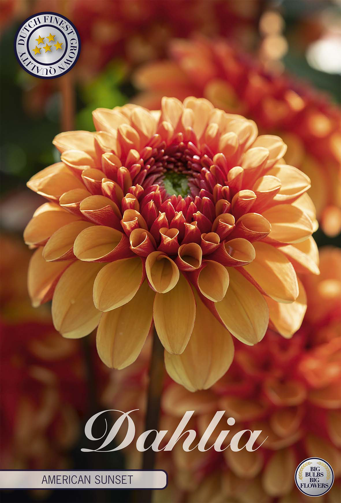 Dahlia American Sunset