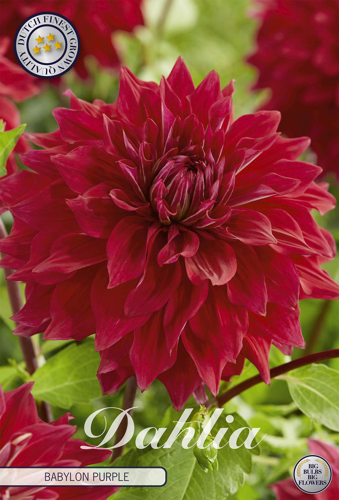 Dahlia Babylon Purple