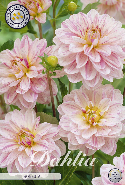 Dahlia Bonesta