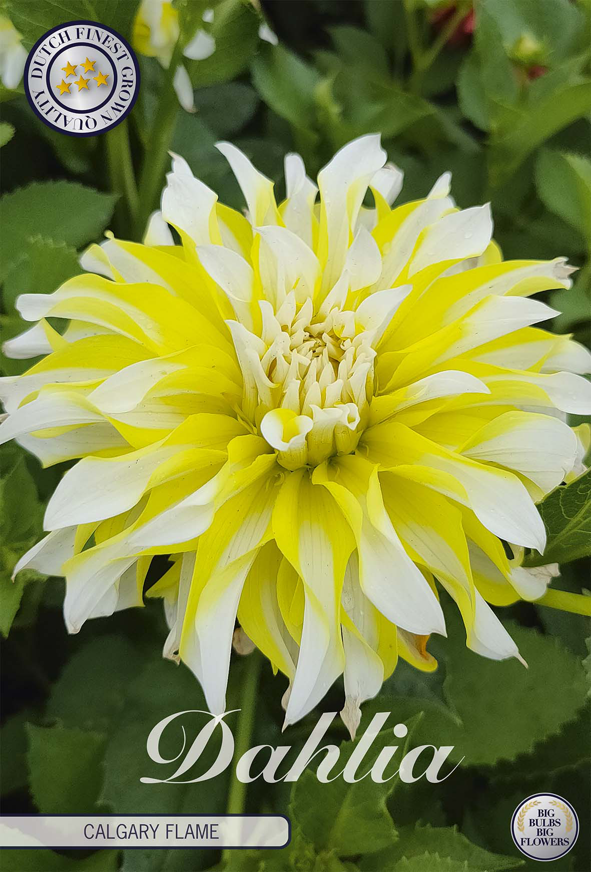 Dahlia Calgary Flame