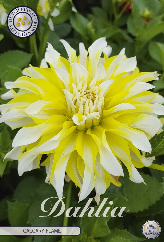 Dahlia Calgary Flame