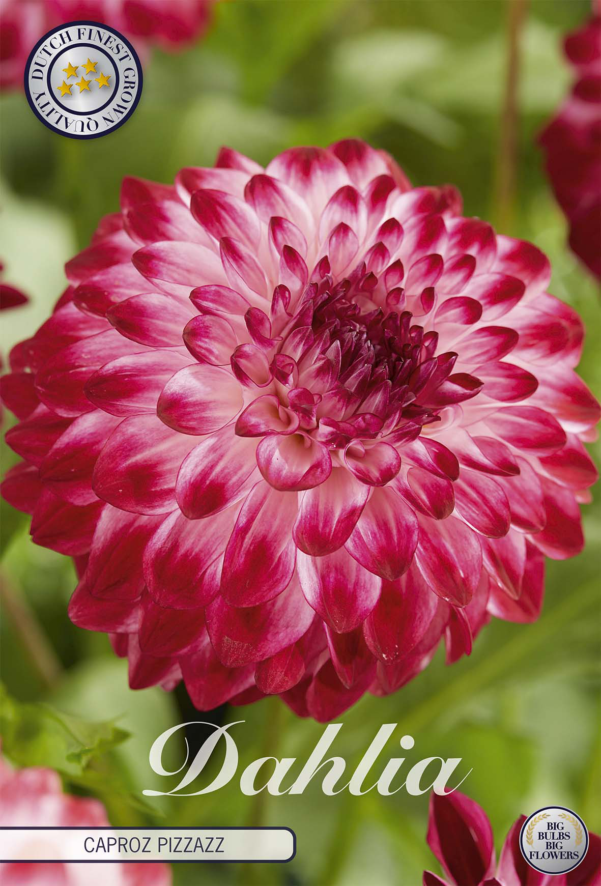 Dahlia Caproz Pizzazz