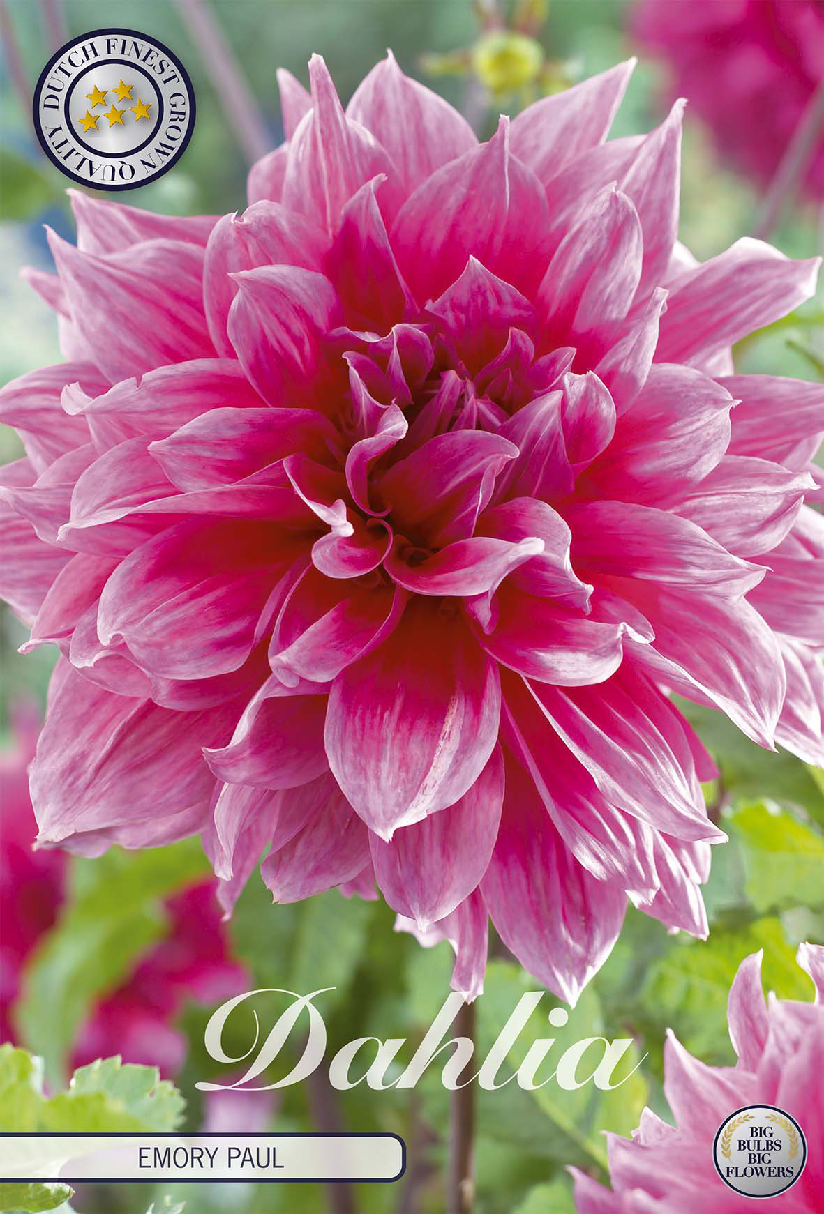 Dahlia Emory Paul