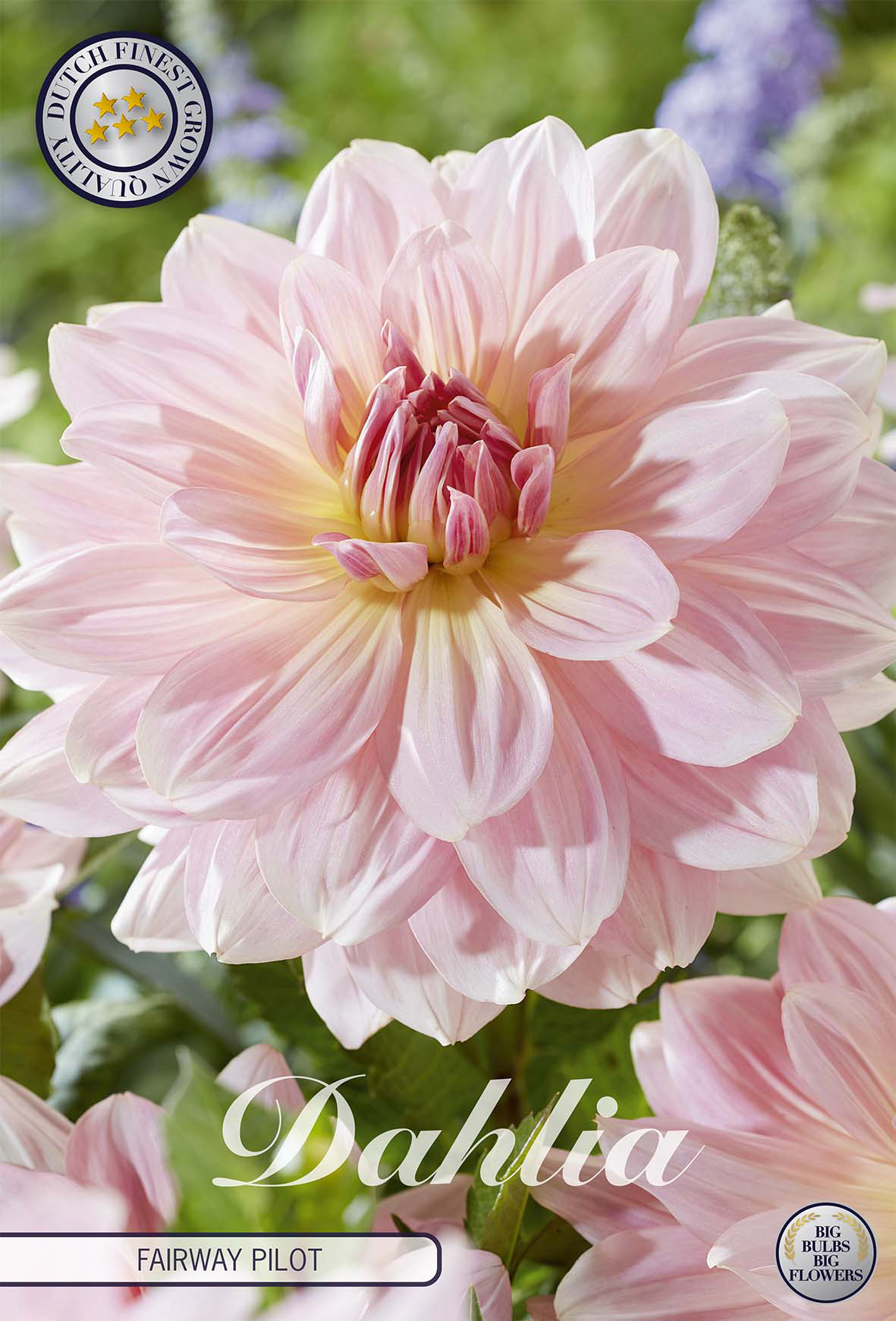 Dahlia Fairway Pilot