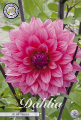 Dahlia Feline Yvonne