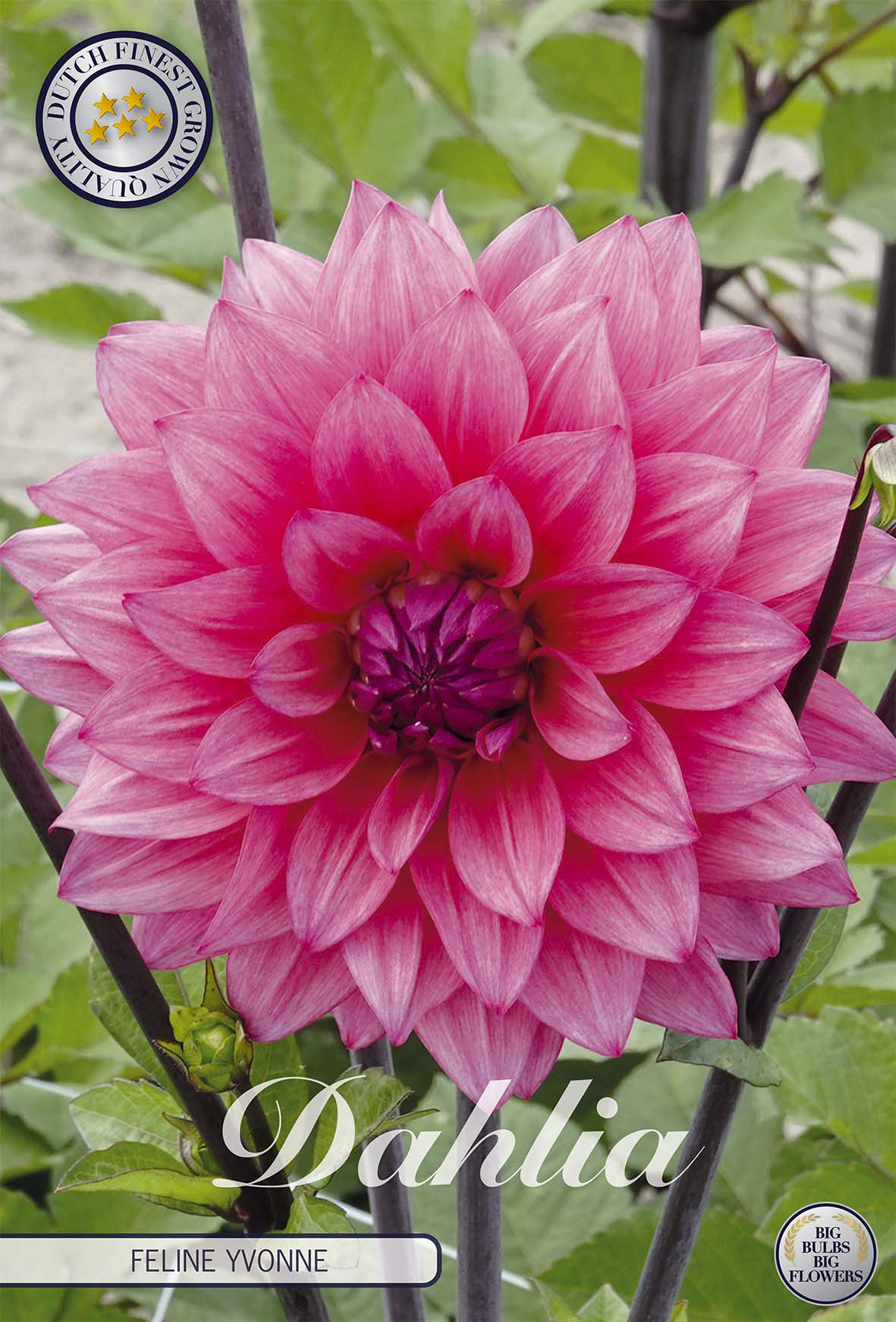 Dahlia Feline Yvonne