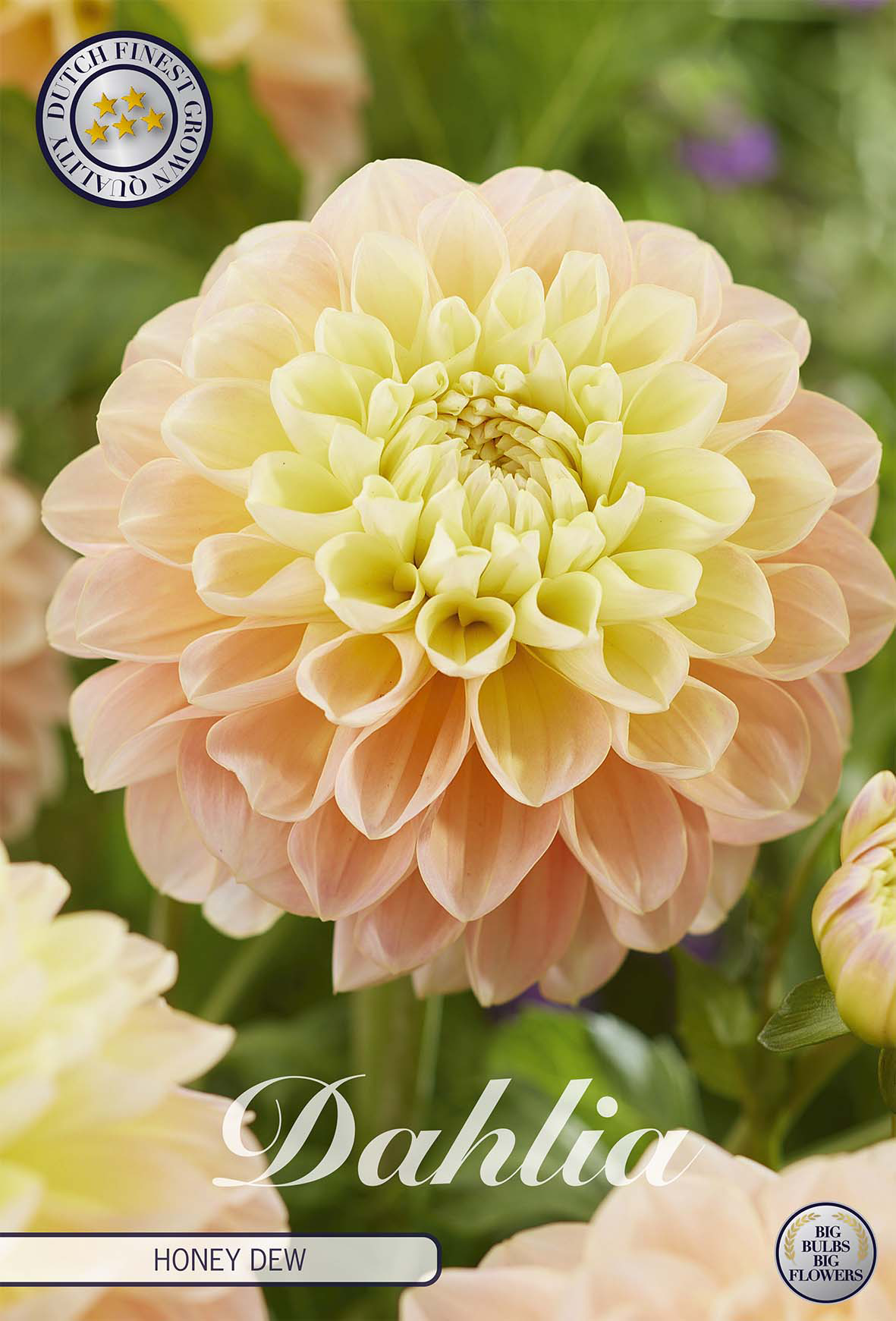 Dahlia Honey Dew