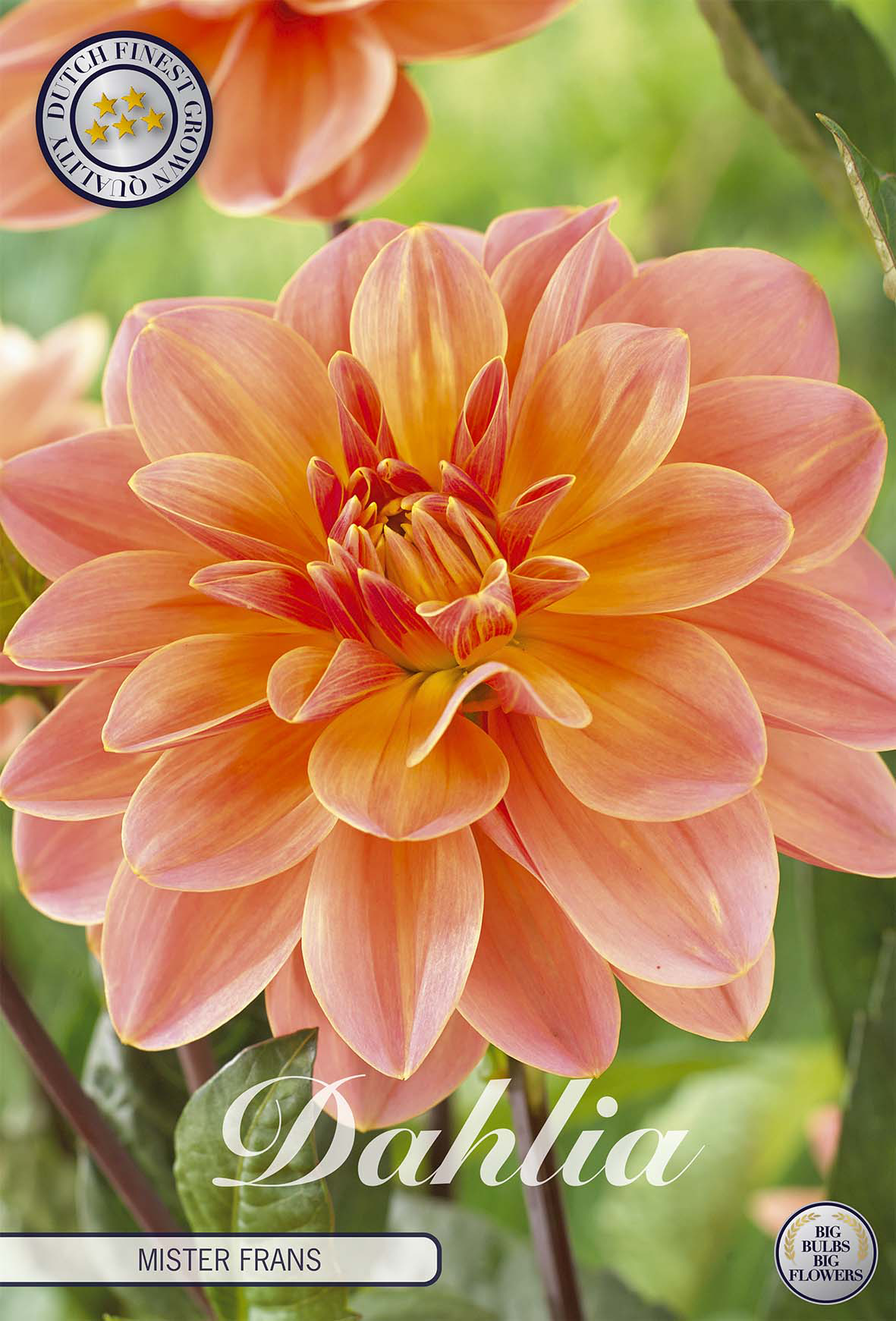 Dahlia Mister Frans