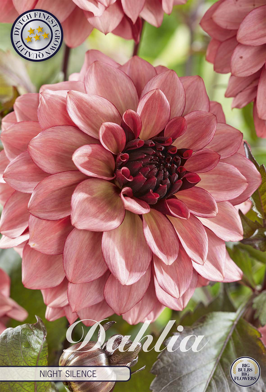 Dahlia Night Silence