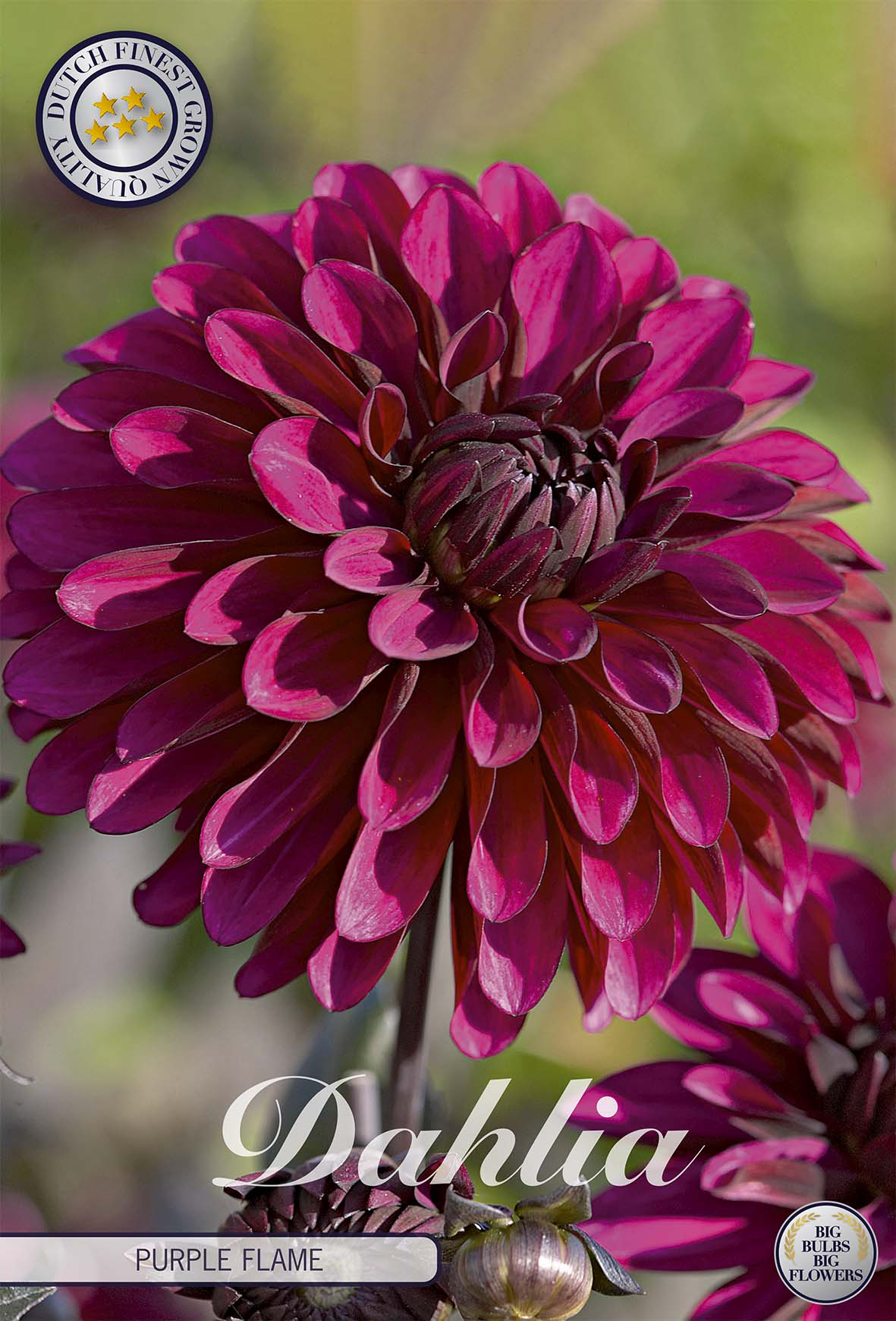 Dahlia Purple Flame