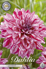 Dahlia Santander