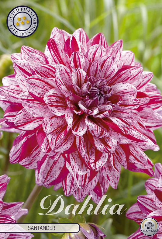 Dahlia Santander