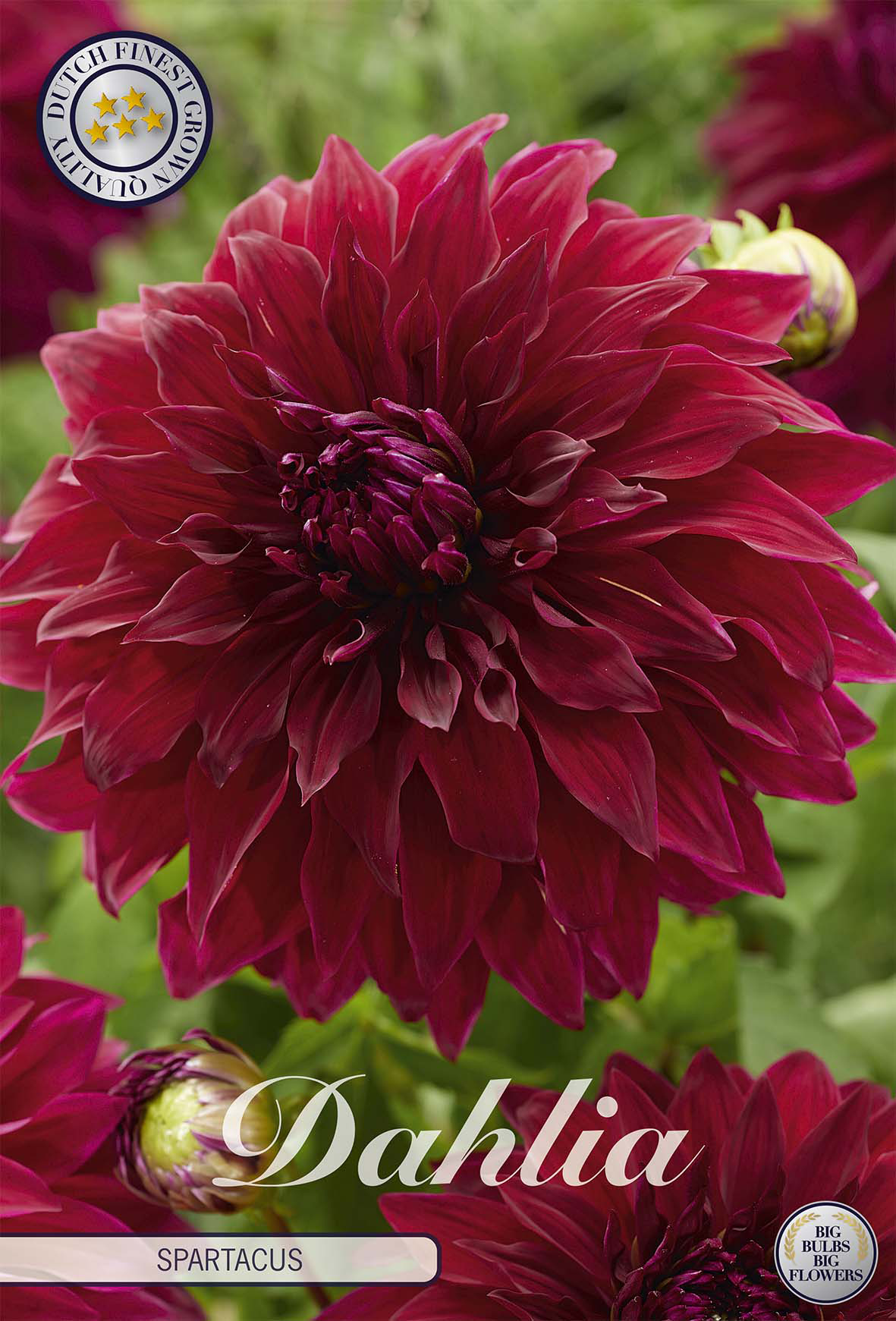 Dahlia Spartacus