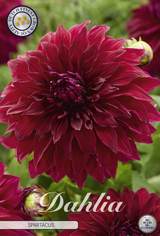 Dahlia Spartacus