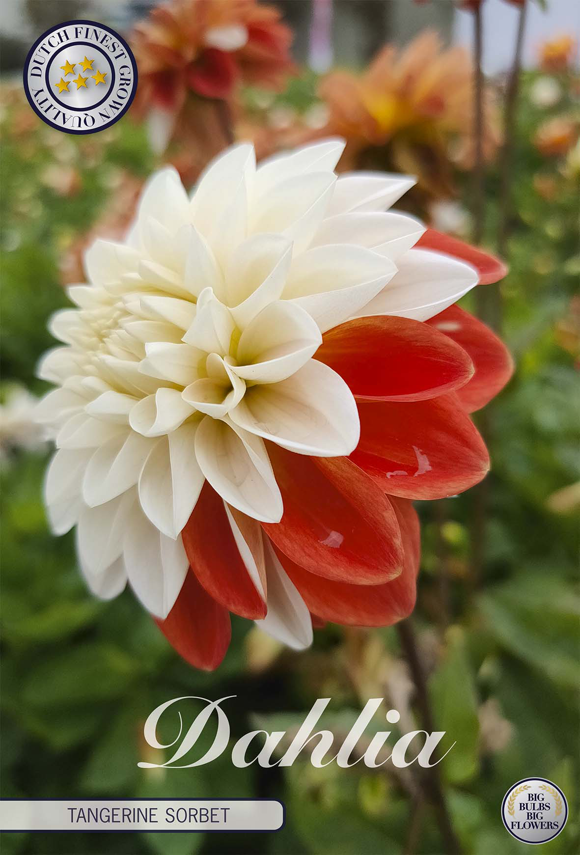 Dahlia Tangerine Sorbet