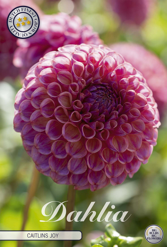 Dahlia Caitlins Joy