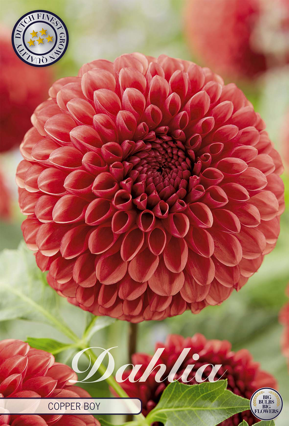 Dahlia Copper Boy