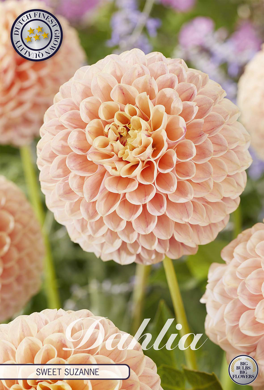 Dahlia Sweet Suzanne
