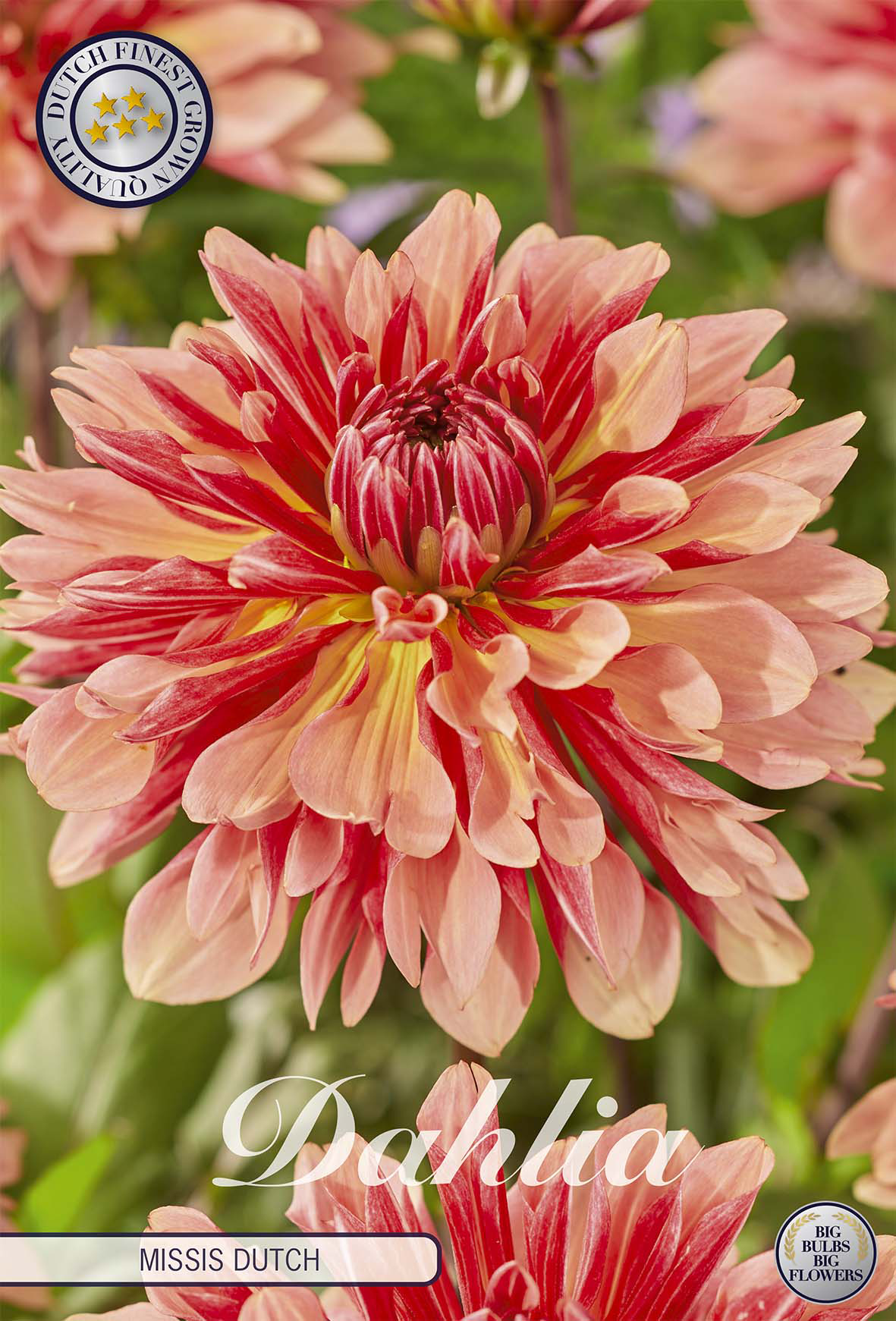 Dahlia Missis Dutch