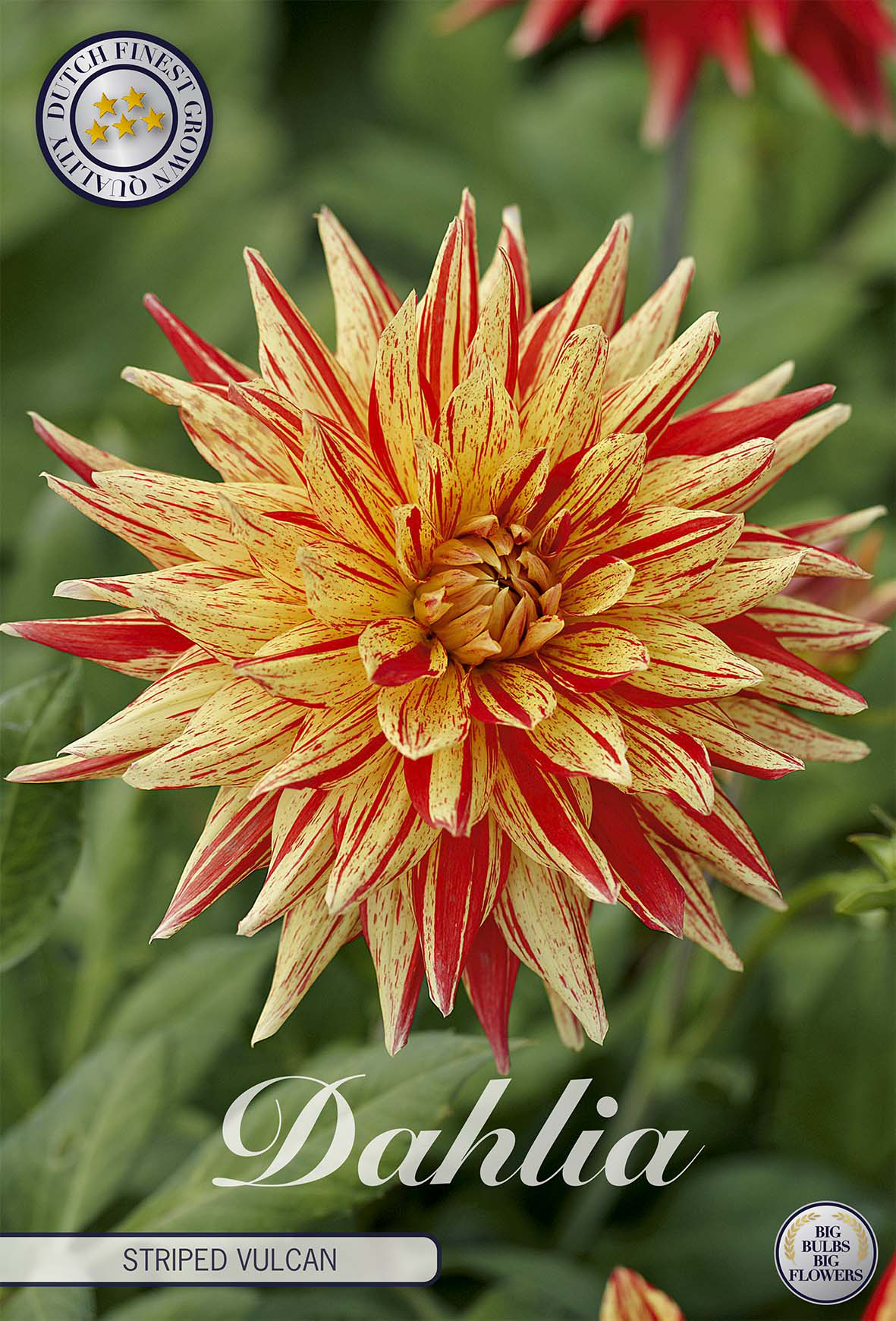 Dahlia Striped Vulcan