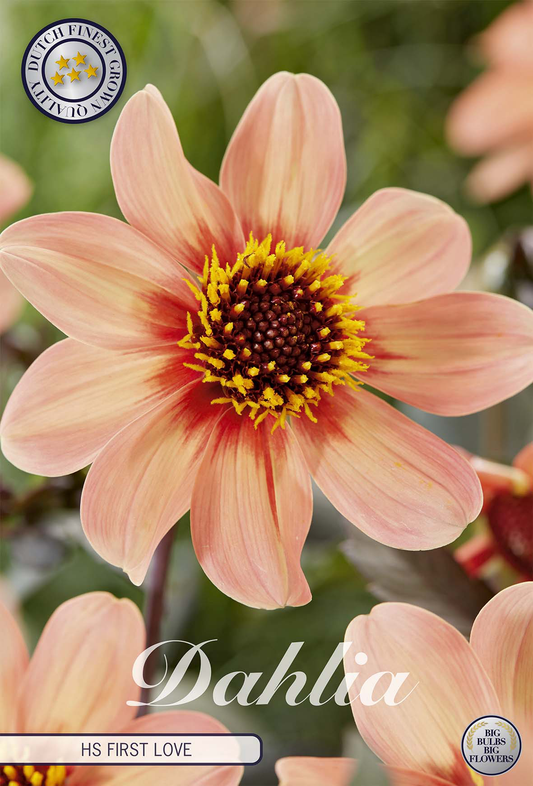 Dahlia HS First Love