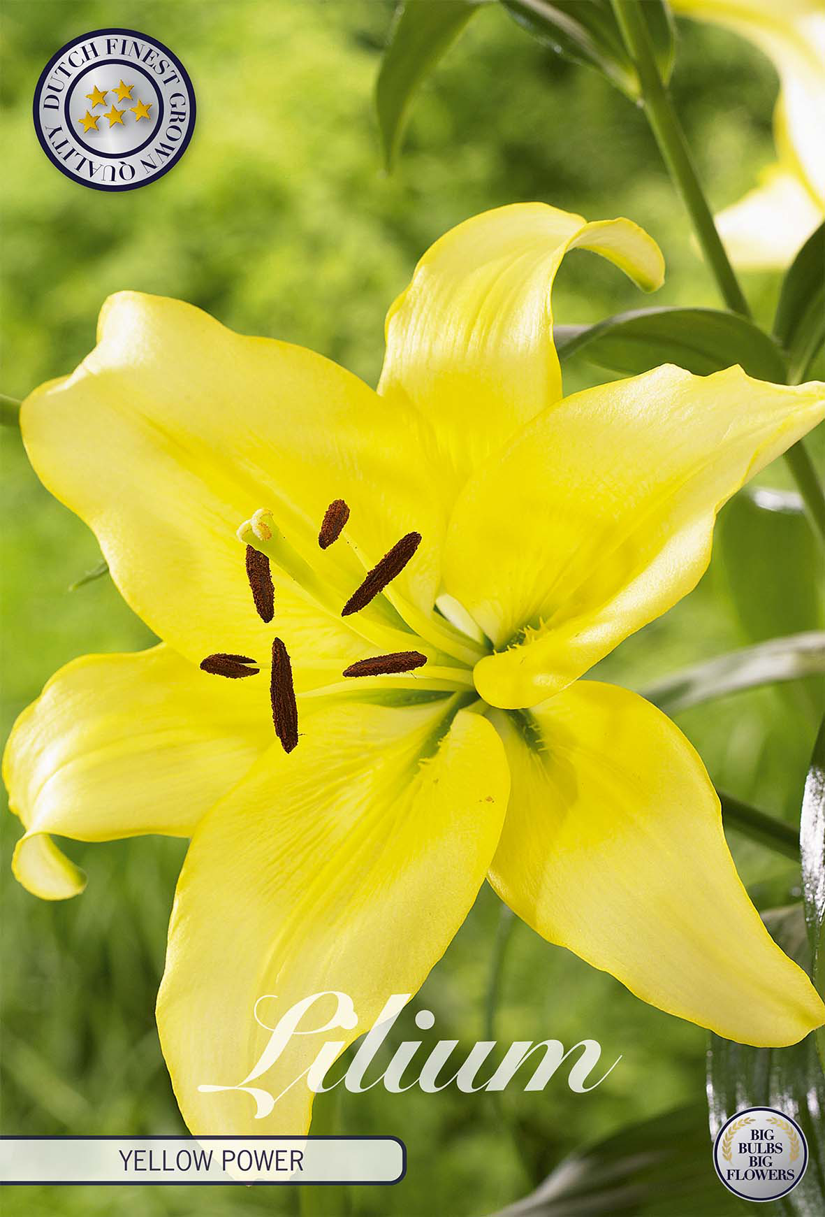Lilium Yellow Power
