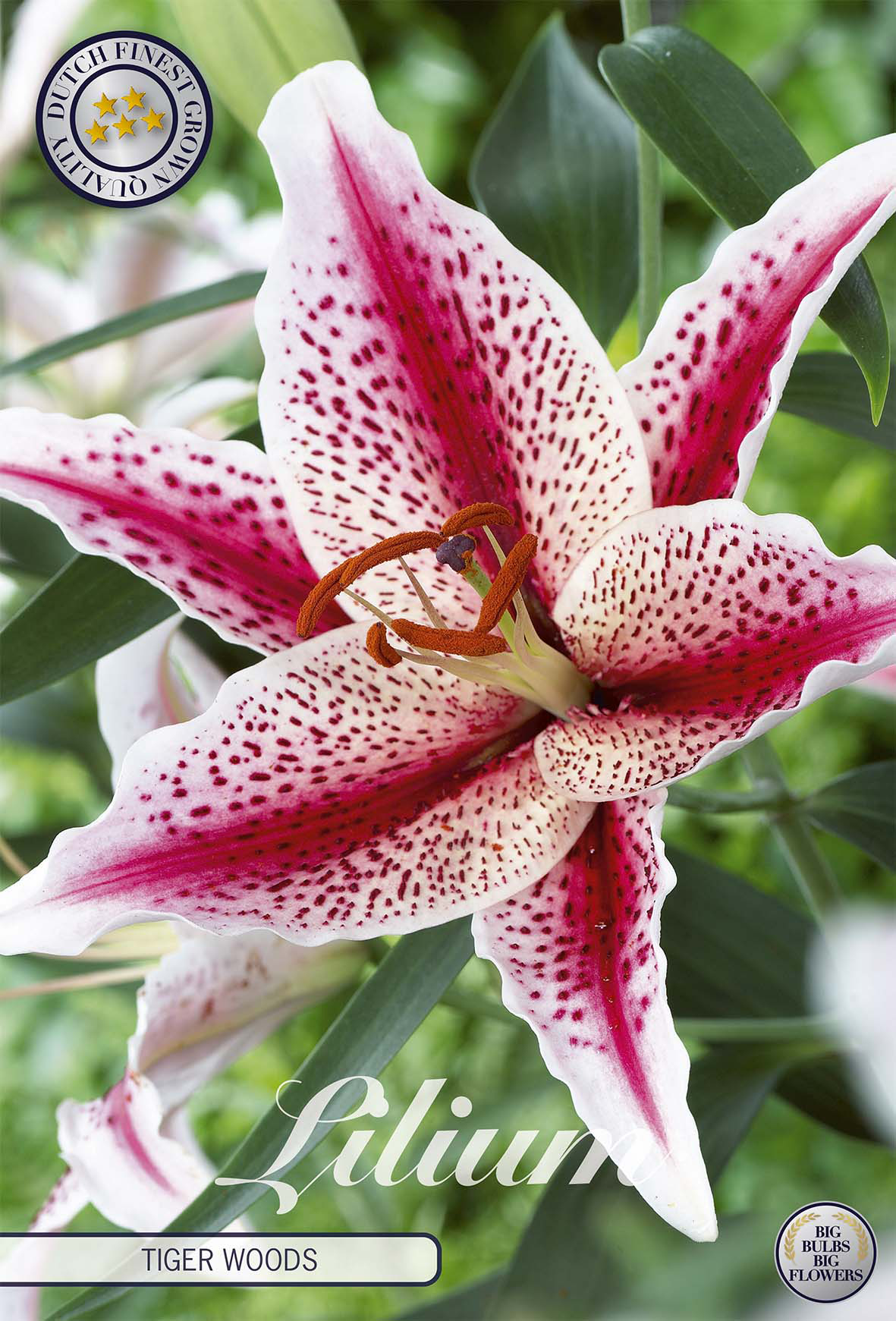 Lilium Tigerwoods
