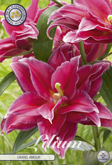 Lilium Grand Amour