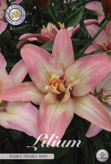 Lilium Double Trouble Wrap