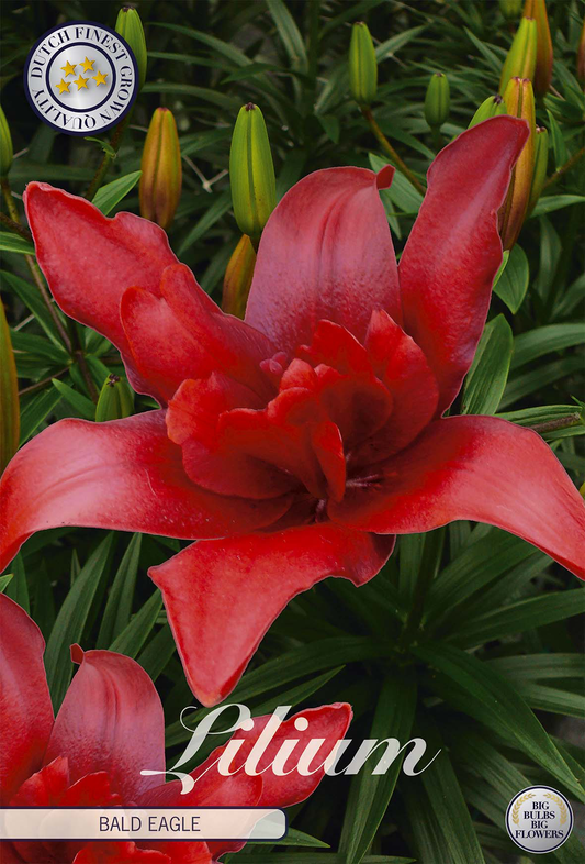 Lilium Bald Eagle