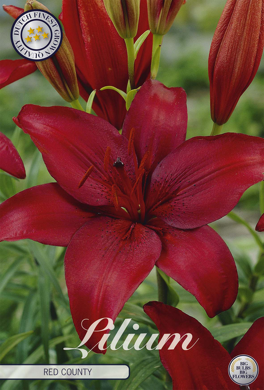 Lilium Red County