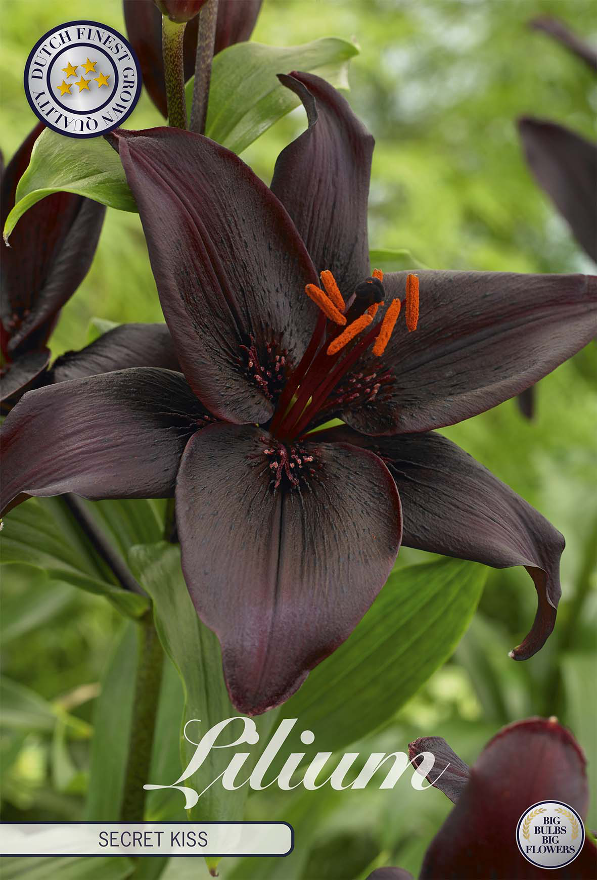 Lilium Secret Kiss