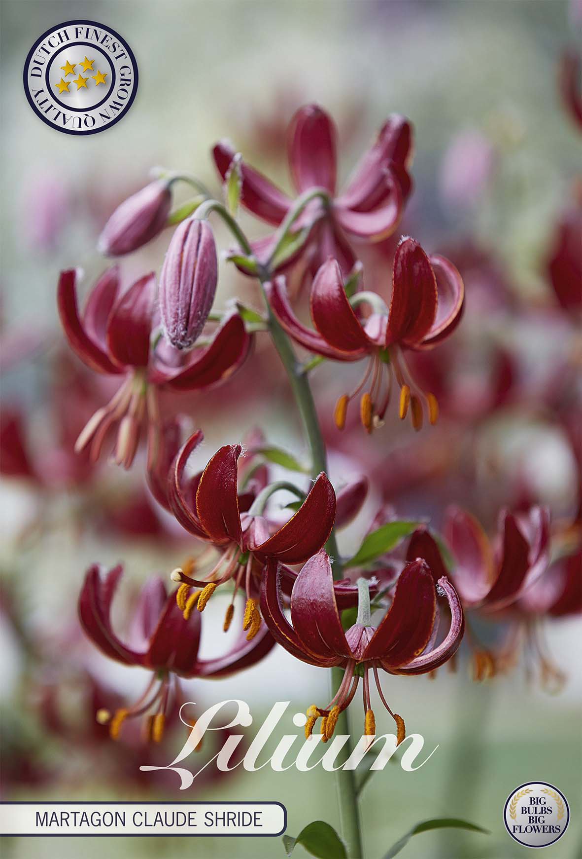 Lilium Martagon Claude Shride