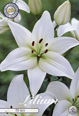 Lilium Ice Men