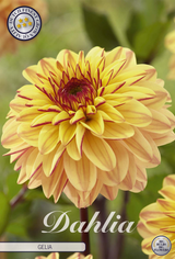 Dahlia Gelia